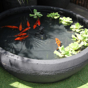 Fish Pond