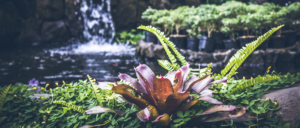 Pond Maintenance